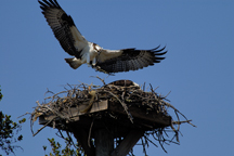 Osprey flying to nest